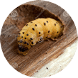 Huisboktor, bonte knaagkever of houtworm bestrijden? Bij Vermin Control Ongediertebestrijding zit je goed!