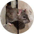 U wilt muizen of ratten bestrijden? Vermin Control Ongediertebestrijding is dé specialist!