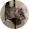 U wilt muizen of ratten bestrijden? Vermin Control Ongediertebestrijding is dé specialist!