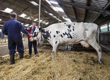 Vee Euthaniseur