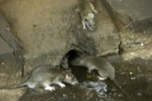 Andere aanwijzing om te starten met ratten bestrijden: een rattenhol