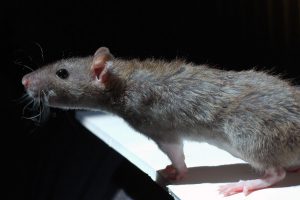 De volwassen bruine rat weegt zo tussen de 400 en 500 gram
