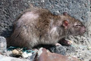 Bruine ratten bestrijden komt het meest voor in Nederland.