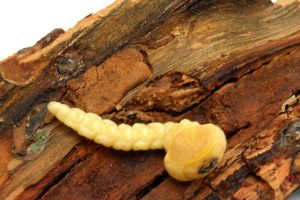 Houtwormbestrijding in Overijssel