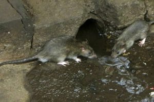 Ratten tussen afval