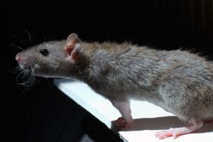 Ratten bestrijden in Groningen