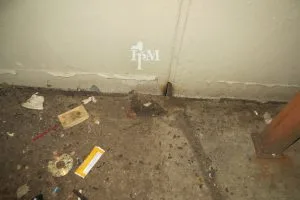 Het vinden van uitwerpselen is een aanwijzing om te starten met rattenbestrijding