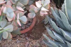 Ratten tussen planten