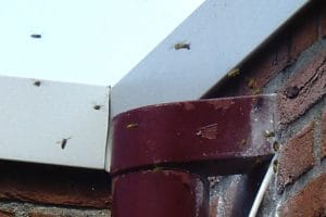 Vermin Control Wespenbestrijding