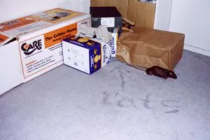 Zwarte ratten bestrijden komt weinig voor in Nederland.