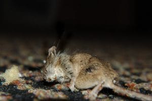 Dode muis