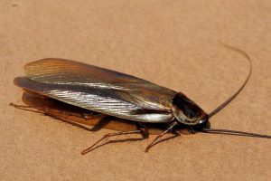 kakkerlak