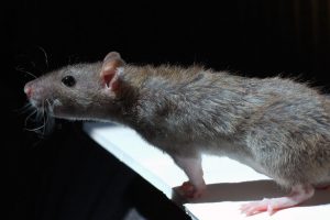 plaagdierbestrijding van de bruine rat