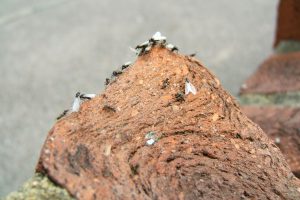 Vliegende mieren